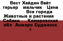 Вест Хайден Вайт терьер - мальчик › Цена ­ 35 000 - Все города Животные и растения » Собаки   . Кемеровская обл.,Анжеро-Судженск г.